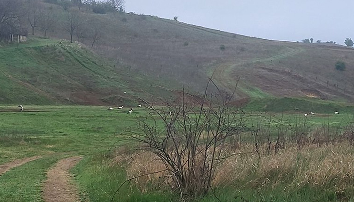 Местните жители посрещнаха с радост пернатите гостиВ мрачния и ветровит
