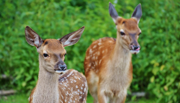 Майките винаги са наблизо, дори когато не ги виждаме, предупреждават