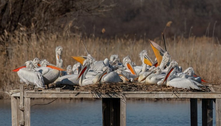 Експертите не отчитат спад в популацията на редките птициНеобичайно ранен