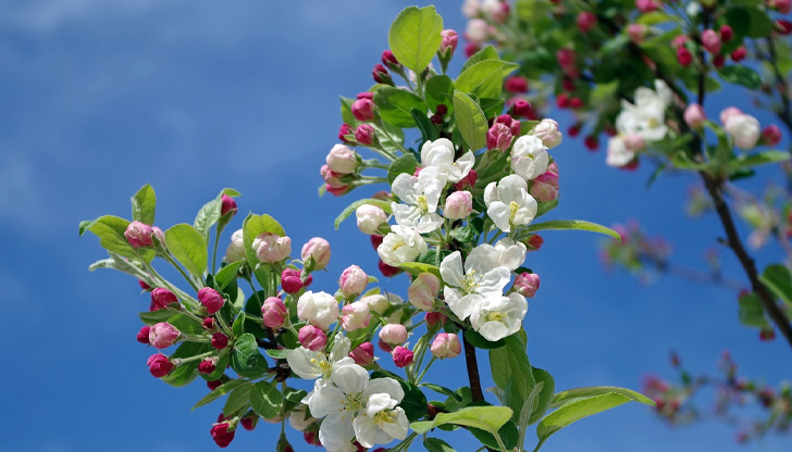 В Русе максималната температура ще е около 16 градусаВремето в
