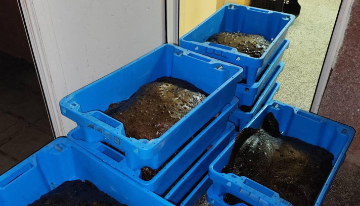 Рибарите трябва спешно да извадят мрежите си заради предстоящия забранителен