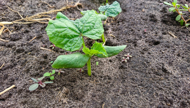 Тайните на богатата реколтаПролетният сезон вече е в разгара си