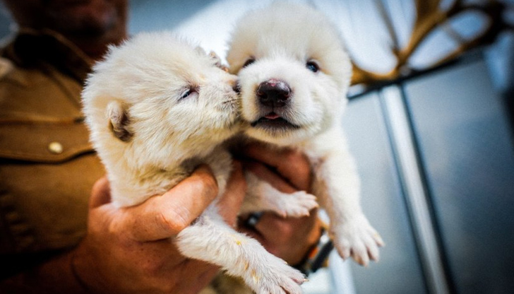 Видът е вдъхновил създателите на сериала Игра на троновеСветовната научна