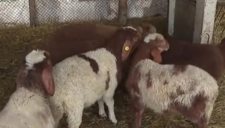 Собственикът Петьо Петков обвинява полицията в бездействие и твърди, че