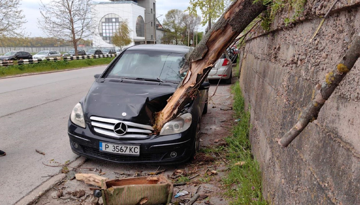 Ураганен вятър със скорост над 120 км/ч събори огромно дърво