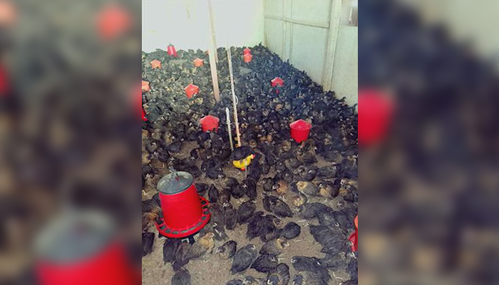 Близо 3000 птици се отглеждат в частен имот в село