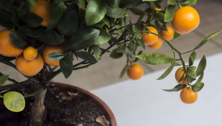 Условието е да има минимум шест часа пряка слънчева светлина