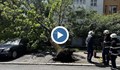 Силен вятър събори дърво върху кола в Хасково