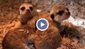 Три нови сурикати се родиха в зоопарка в Бургас