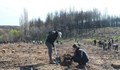 Доброволци засадиха 10 хиляди фиданки на място на опожарена гора в Сакар