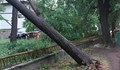 Силна буря събори дървета в Разград