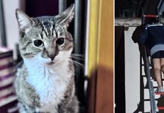 Академик Петър Иванов споделя емоционалната случка за спасяването на котарак