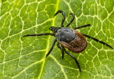 Трети смъртен случай за седмица в ендемичния район на Сивас27 годишен