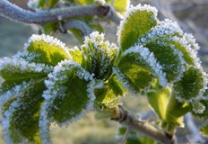 Възможни са сутрешни сланиВ неделята денят започна предимно слънчево с