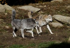 Федерацията КОМАТ Подобно преместване застрашава екологичния балансЛовната федерация на Македония