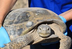 Климатичните промени и човешката дейност ускоряват загубата на видове предупреждават