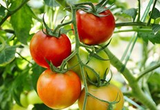 Студовете удариха зеленчукопроизводителите в русенскоПродължителните студове се отразиха негативно на