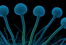 Проучване предупреждава че затоплянето на планетата ще изложи милиони европейци