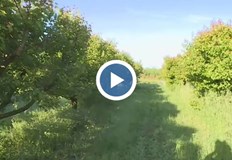 Овощарите са на ръба на фалита след градушки и студКризата