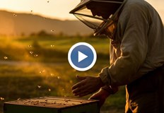 Пчелари алармират за до 100 загинали семейства заради пестицидиСмъртността на