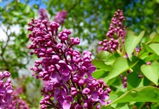 Неделя идва с летни жеги и гръмотевични бури в планинитеСлънчево