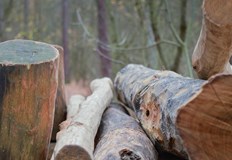 Върху мъжа е паднало дървоРаботник изпълняващ дърводобивна дейност пострада при