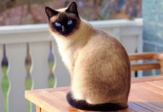 Цитрусите са опасни за мъркащите домашни любимциПортокалите са сочни плодове