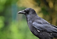 Децата вече не излизат навън заради агресивните птици в двораНеобичаен