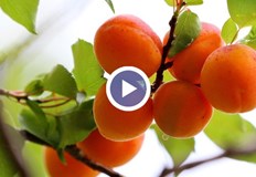 Районът Русе Силистра остава без реколта за първи път