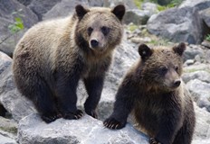 Увеличената популация и липсата на храна в планината принуждават дивите