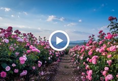 Над 800 души от цялата страна вече танцуваха български хора