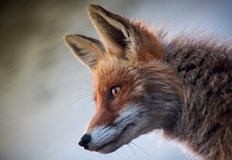 Раненото животно е открито от туристиЛисица пострада при удар от