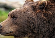 Анализите ще се правят в специализирана лаборатория в СловенияЗа първи