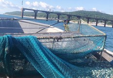 Инспекторите спасиха 15 кг пясъчна мида и 6 кг риба