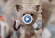 Пострадалото кученце се бори за живота сиДве немски овчарки нападнаха