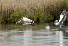 Малки екоактивисти стартираха проект за опазване на река ДунавМеждународният ден