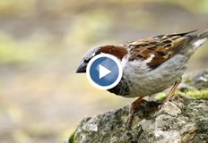 Преброяването е част от инициатива за опазване на градските птициЛюбимата