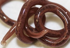 Мъжът признал че се храни със сурова риба32 годишен мъж от