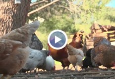 Високите цени и ограниченията в супермаркетите карат все повече американци