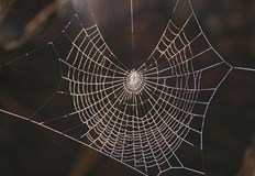 Изследователи откриха че отровите са златна мина за търсене на