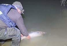 Инспекторите на ИАРА върнаха осем риби във водатаИнспектори от Изпълнителната