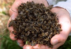 Нови научни данни разкриват че пчелите са застрашени от война