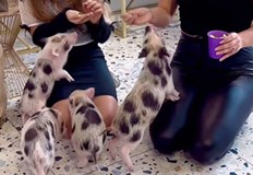 Семейство завърнало се от Франция създава необичаен оазис на спокойствие