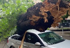 Липата се е прекършила зад Съдебната палатаГолямо дърво от вида