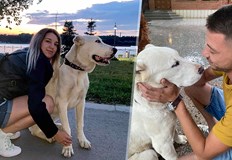 Според собственика животното е улучено право в сърцето от над