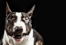 Неправилната реакция може да провокира по силна агресияКучетата са известни като