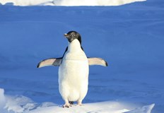 Изследователи откриха че изпражненията на пингвините образуват мъгла и облаци