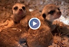 Управителят Кръстьо Дъбов Искаме да създадем контактна зона за да