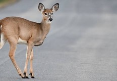 Двама души загинаха а над 30 са раненитеТежка катастрофа между