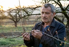 Промените в климата застрашават реколтата от кайсии в БългарияПрез последните